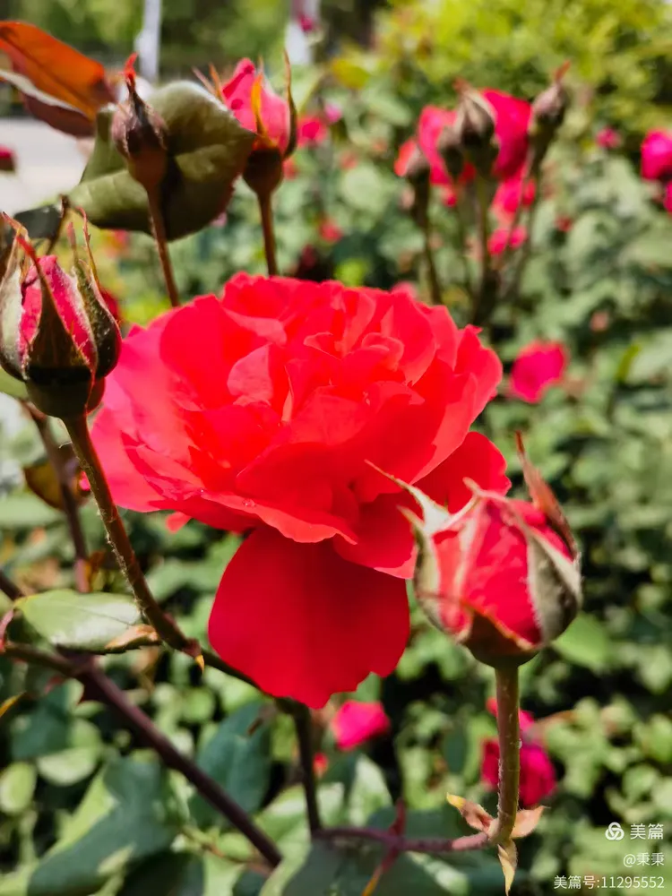 2025小区里随拍枚瑰花绽放👍🏻👍🏻欢迎👏👏大家欣赏✌✌“原创”(14)